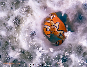 "Perfect Fit"  Gaudy Clown Crabs seem to like Grand Cayma... by Robin Bateman 